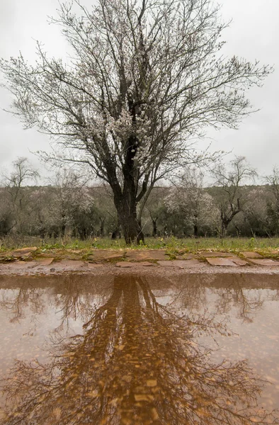 アーモンドの木の美しい景色 — ストック写真