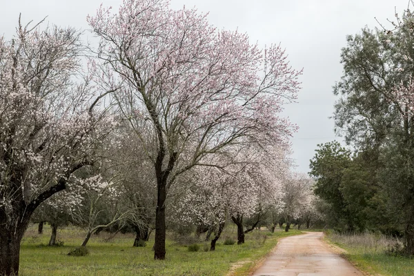 Beautiful view of almond trees — Stock Photo, Image