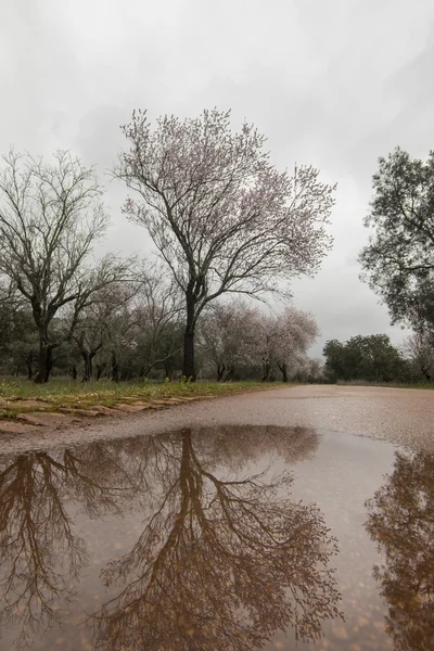 Beautiful view of almond trees — Stock Photo, Image