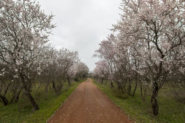 Beautiful view of almond trees — Stock Photo, Image