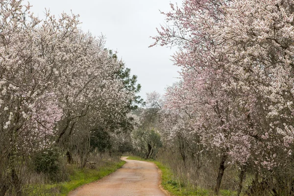 Beautiful view of almond trees — Stock Photo, Image