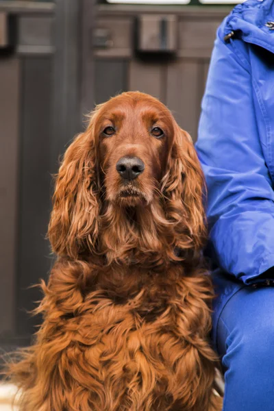 Cão doméstico com orelhas longas — Fotografia de Stock