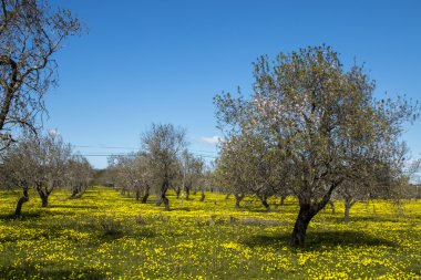 Bademli meyve bahçesinde bir alan sarı çiçek