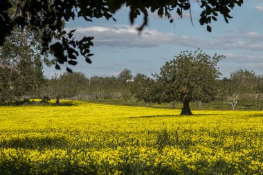 Keçiboynuzu ağaçları orchard görünümünü