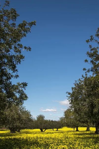 View of a carob trees orchard — Stock Photo, Image