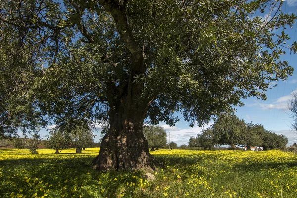 Widok na Sad drzew chleba świętojańskiego — Zdjęcie stockowe