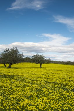 Keçiboynuzu ağaçları orchard görünümünü