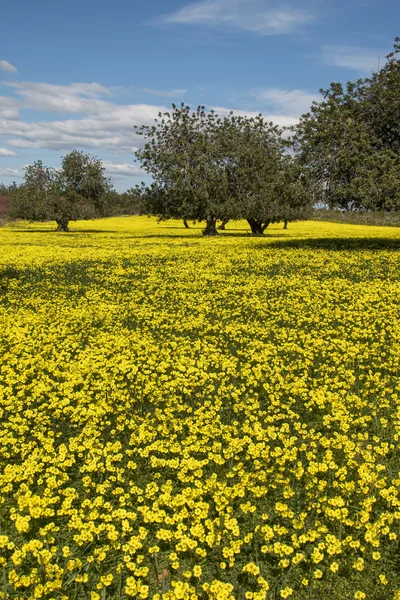 View of a carob trees orchard — Stock Photo, Image