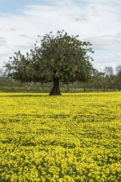 View of a carob trees orchard — Stock Photo, Image