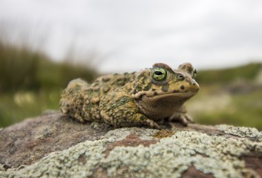 doğada natterjack Kurbağa (Epidalea calamita)