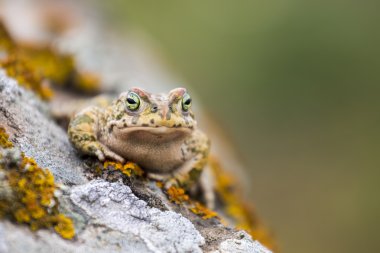 natterjack toad (Epidalea calamita) in nature clipart