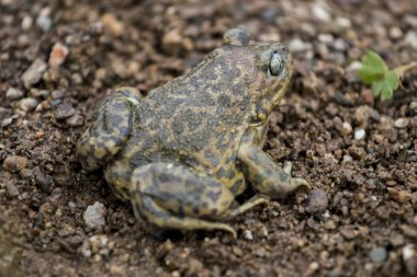 İber spadefoot Kurbağa (Pelobates cultripes)