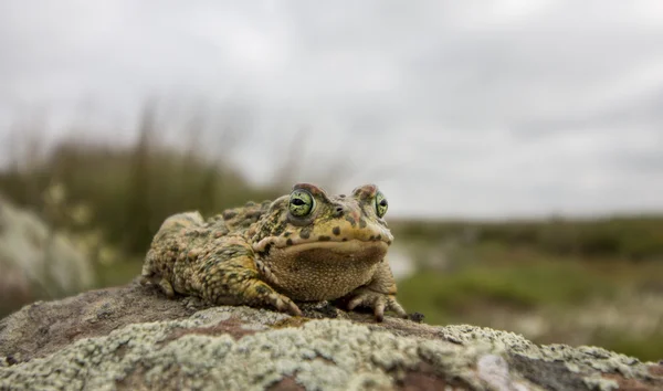 Ropucha paskówka (Epidalea: calamita) w przyrodzie — Zdjęcie stockowe