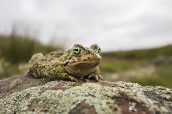 Natterjack жаба (Epidalea calamita) в природе — стоковое фото