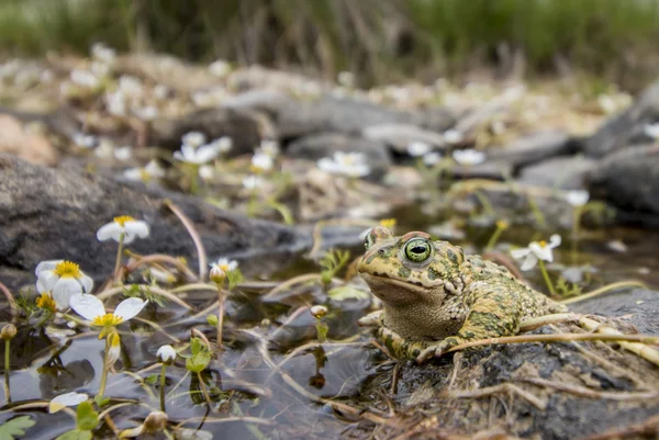 Natterjack жаба (Epidalea calamita) в природе — стоковое фото