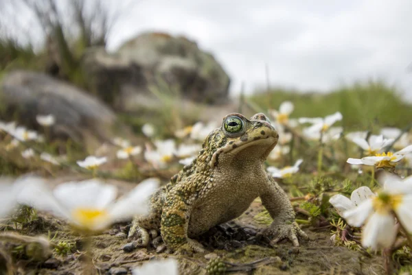 Natterjack жаба (Epidalea calamita) в природе — стоковое фото