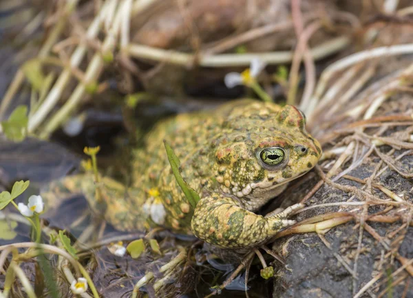 Natterjack toad (Epidalea calamita) in nature — Stock Photo, Image