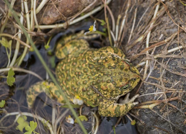 Natterjack жаба (Epidalea calamita) в природе — стоковое фото