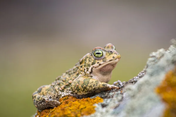 Natterjack жаба (Epidalea calamita) в природе — стоковое фото