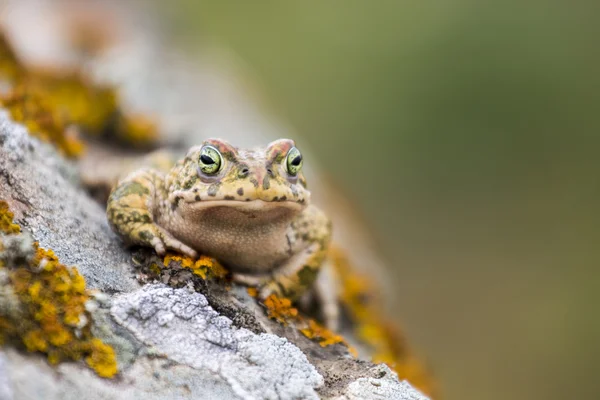 Rugstreeppad padden (Epidalea calamita) aard — Stockfoto