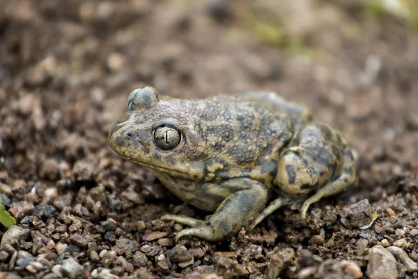 Ιβηρική βάτραχος spadefoot (Pelobates cultripes) — Φωτογραφία Αρχείου