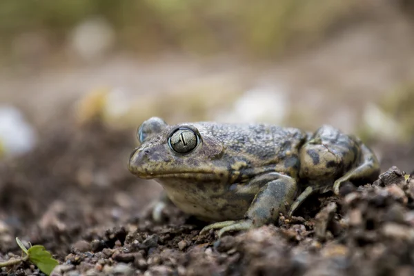 Iberian spadefoot toad (Pelobates cultripes) — Stock Photo, Image