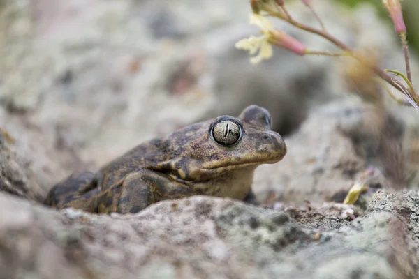 Иберийская лопаточная жаба (Pelobates cultripes ) — стоковое фото