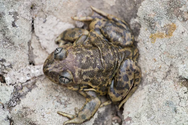 Iberian spadefoot toad (Pelobates cultripes) — Stock Photo, Image