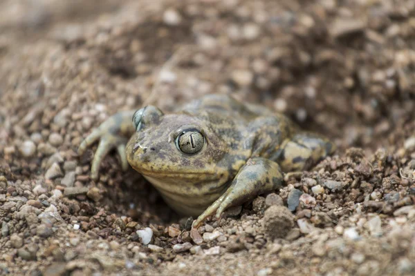 Иберийская лопаточная жаба (Pelobates cultripes ) — стоковое фото