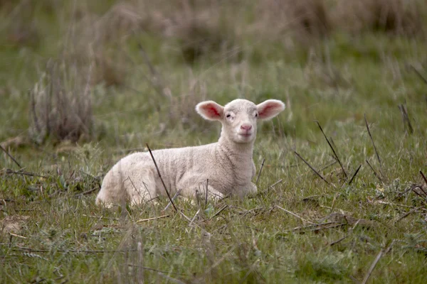 Bébé agneau solitaire dans la nature — Photo