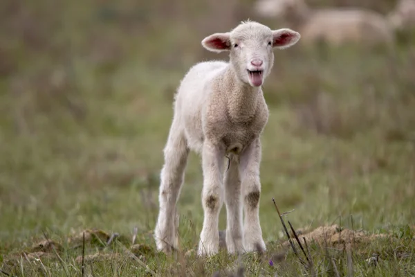 Cordeiro bebê solitário na natureza — Fotografia de Stock