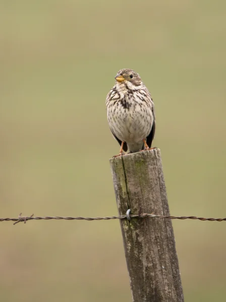 Vanlig majs sparv (Emberiza calandra) fågel — Stockfoto