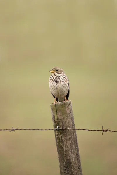 일반적인 옥수수만 국기 (Emberiza calandra) 새 — 스톡 사진