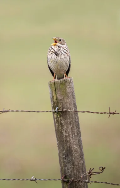 Ortak Mısır kiraz kuşu (Emberiza calandra) kuş — Stok fotoğraf