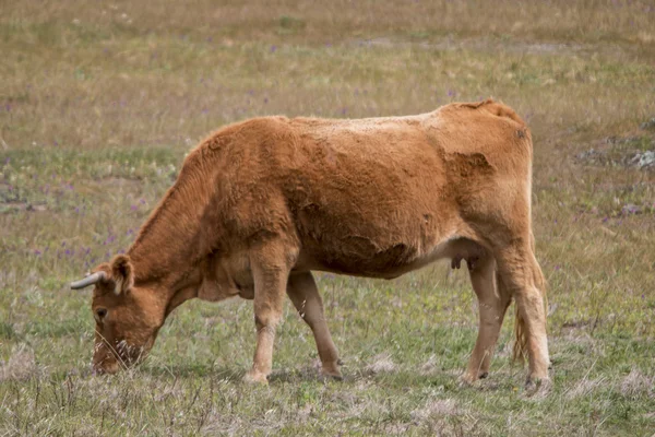 Braune Kuh weidet auf der Weide — Stockfoto