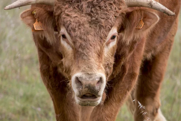 Vaca marrom pastando o pasto — Fotografia de Stock