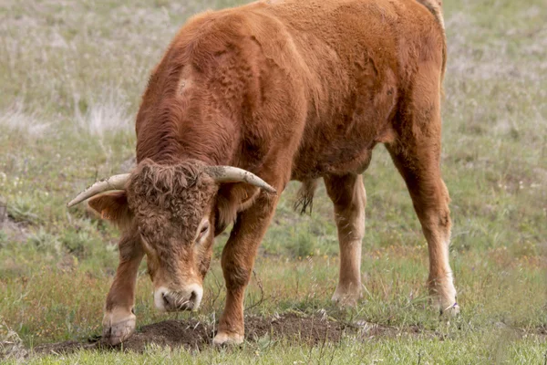 Brown cow scratching the pasture — Stock Photo, Image