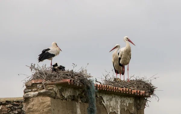 Grupo de cigüeñas blancas en los nidos — Foto de Stock