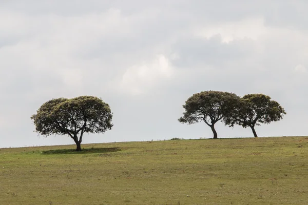 Typical Alentejo countryside landscape with lonely trees — Stock Photo, Image