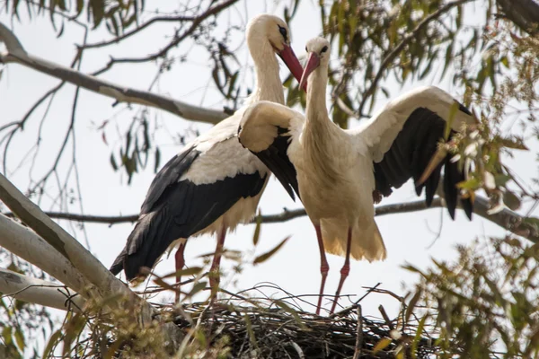 Par de cigüeñas blancas en el nido en Alentejo — Foto de Stock