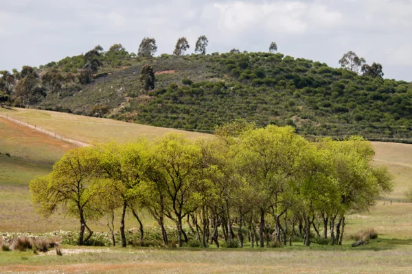 Paisaje rural típico de Alentejo — Foto de Stock