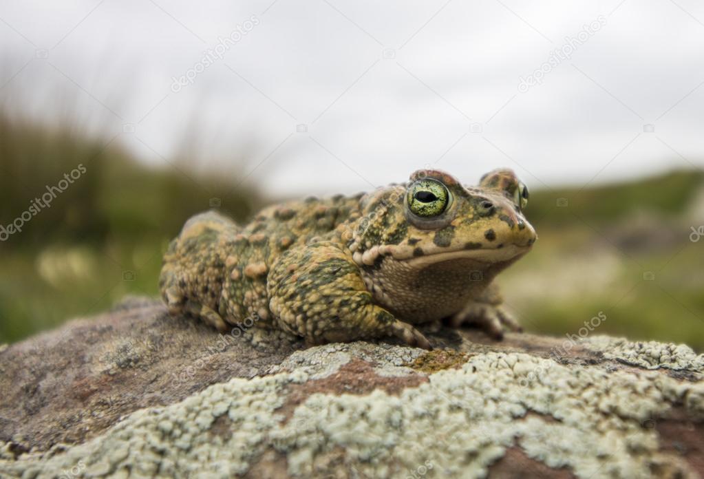 natterjack toad (Epidalea calamita) in nature