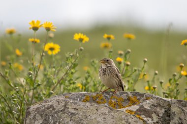 Yalnız Passer serçesi (Passer domesticus)