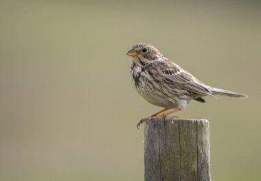 ortak Mısır kiraz kuşu (Emberiza calandra) kuş