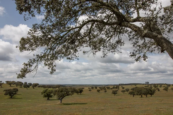 Typical Alentejo countryside landscape — Stock Photo, Image