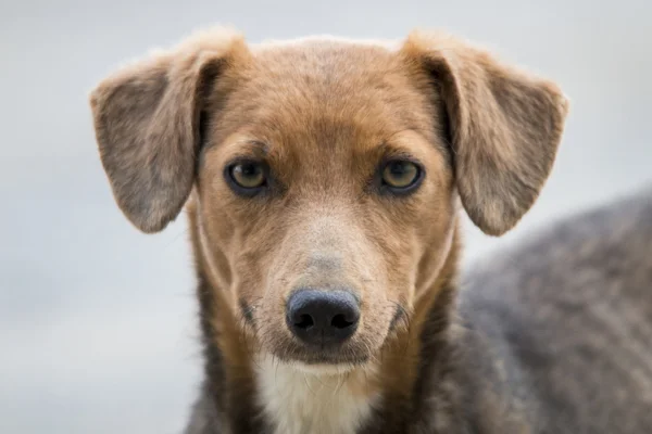 Голова симпатичной домашней собаки — стоковое фото