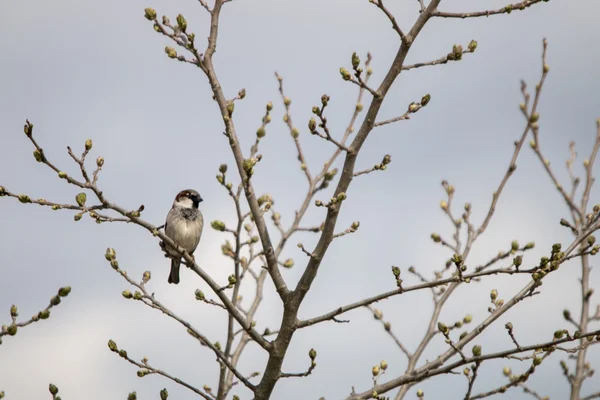 Moineau domestique solitaire (Passer domesticus ) — Photo