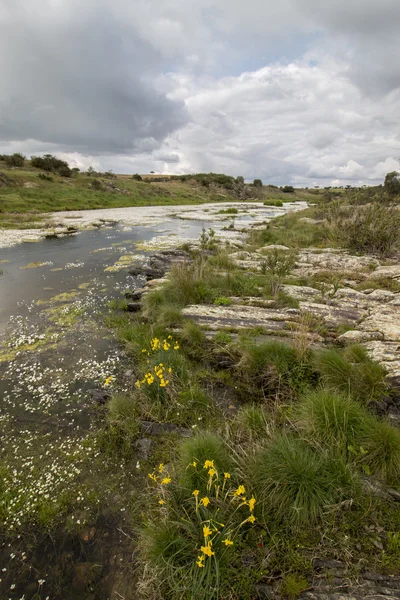 Beautiful scenic landscape of a fresh stream of water — Stock Photo, Image