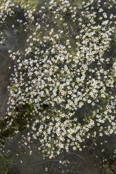 Frisches Wasser mit weißen Blüten — Stockfoto