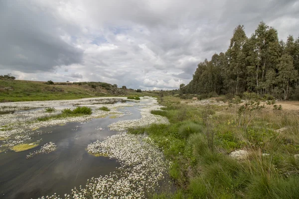 Beautiful scenic landscape of a fresh stream of water — Stock Photo, Image